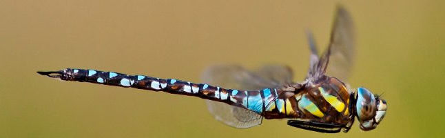 Dragonfly