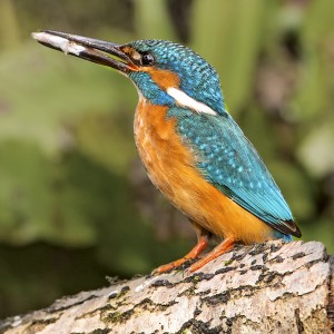KingfisherSquare