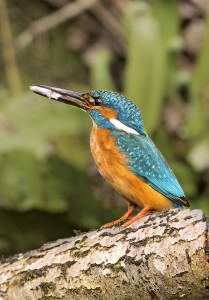 A lovely sight along natures highway that is the Montgomery Canal in Shropshire