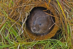 water vole